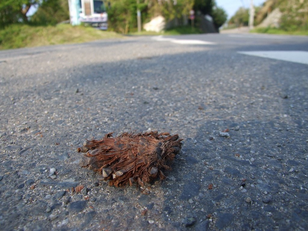 大森さん手作りペンダント ぺちゃんこマツボックリを再生 温泉人 おふろうど ライフ