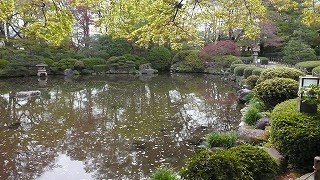 春の「もみじ公園」
