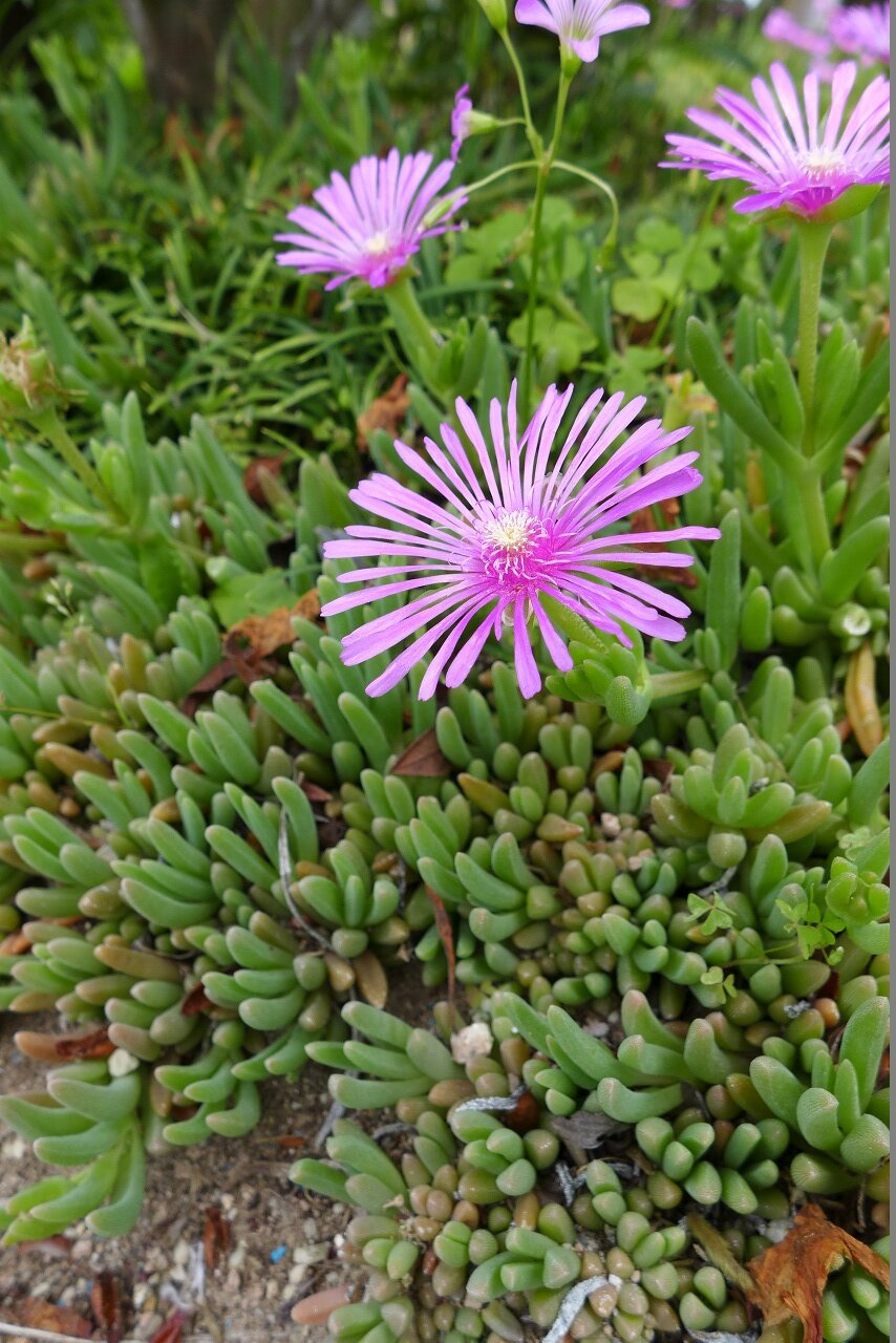 s-P1300528