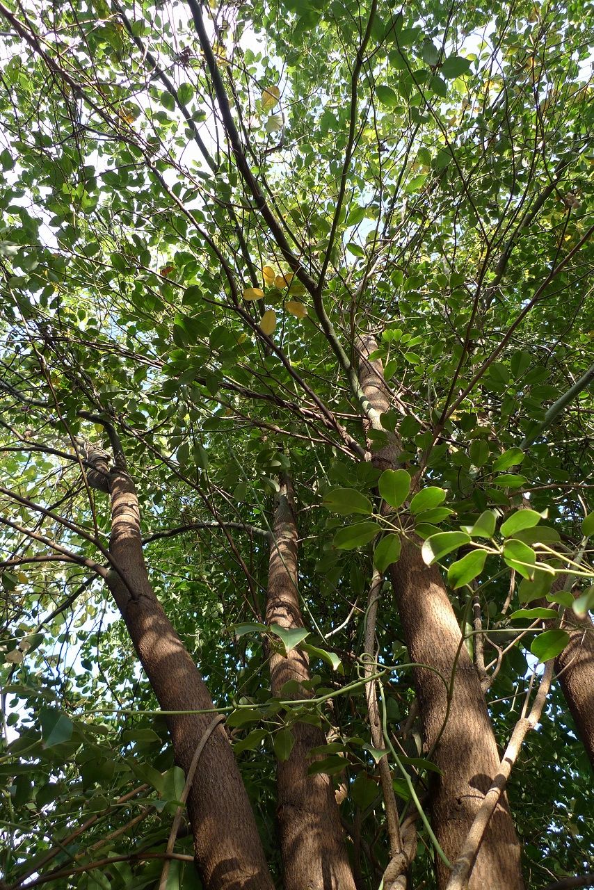 s-P1270376