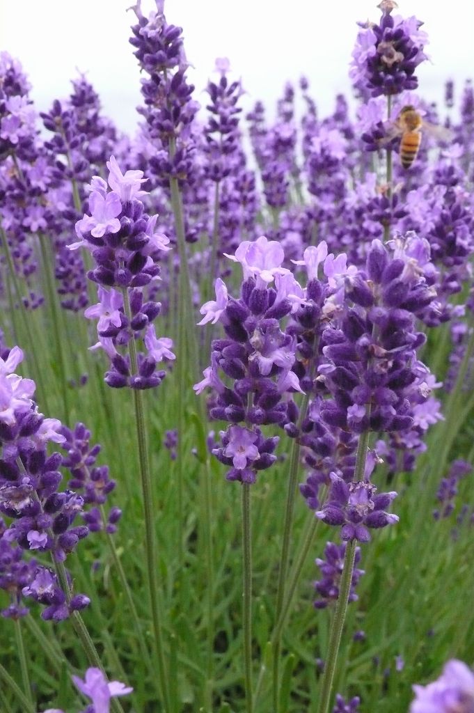 ラベンダー 埼玉 久喜市菖蒲町 温泉人 おふろうど ライフ