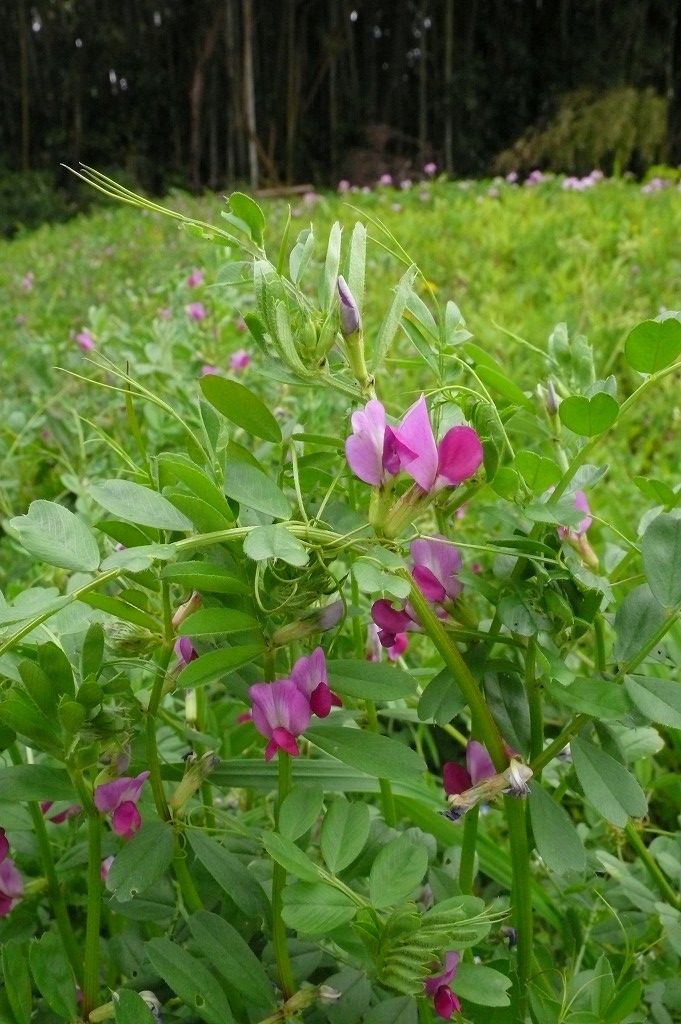 カラスノエンドウ 烏のエンドウ 温泉人 おふろうど ライフ