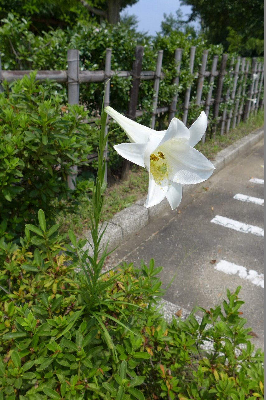 s-P1350326