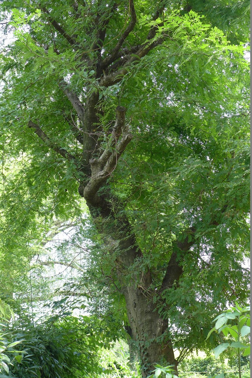 s-P1350306