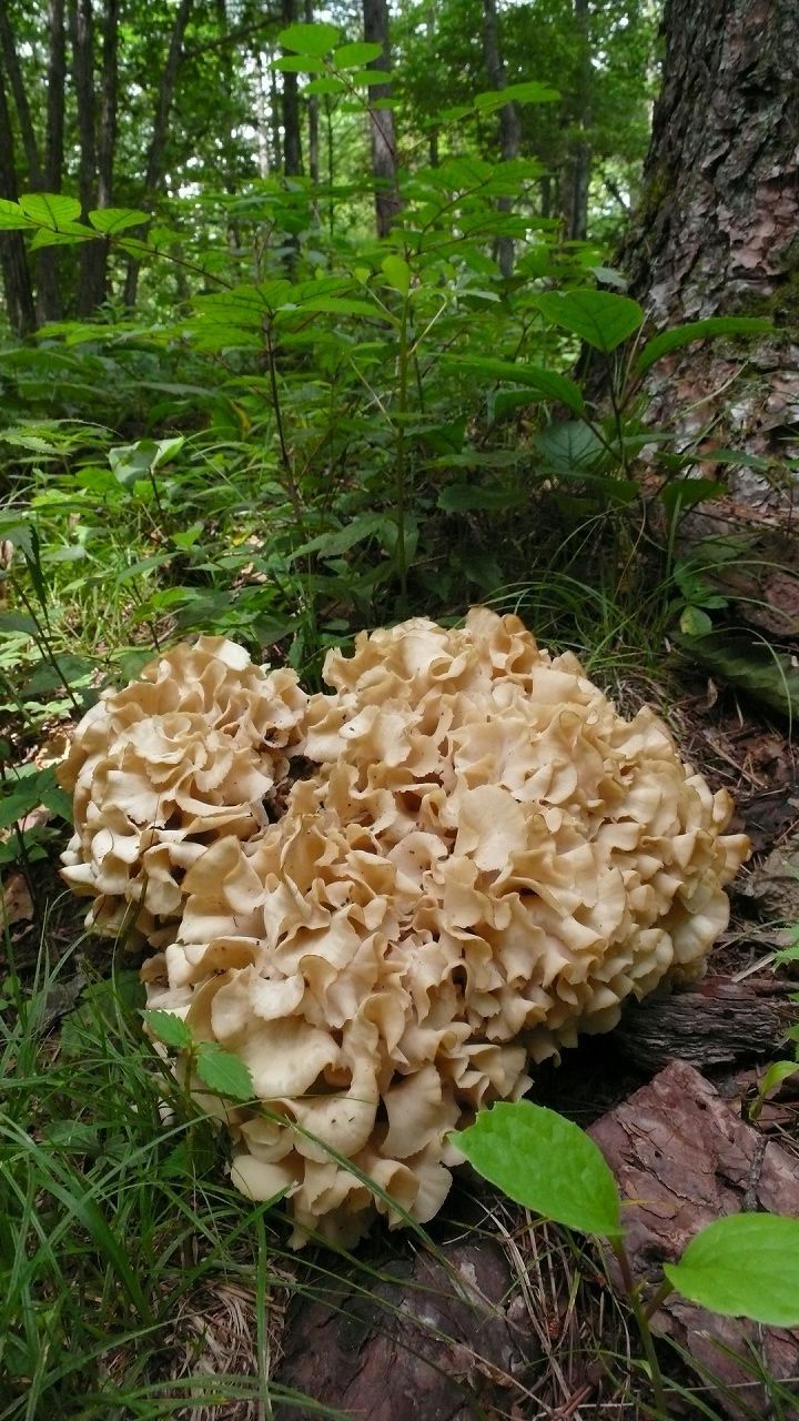 s-P1540677