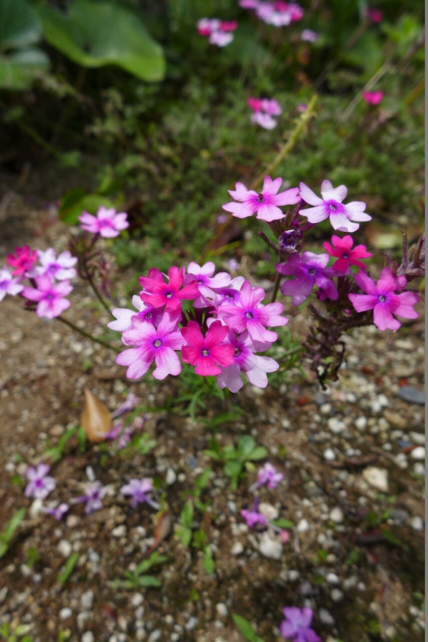 s-P1300523