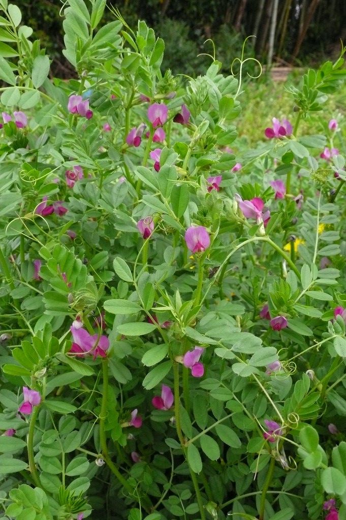 カラスノエンドウ 烏のエンドウ 温泉人 おふろうど ライフ