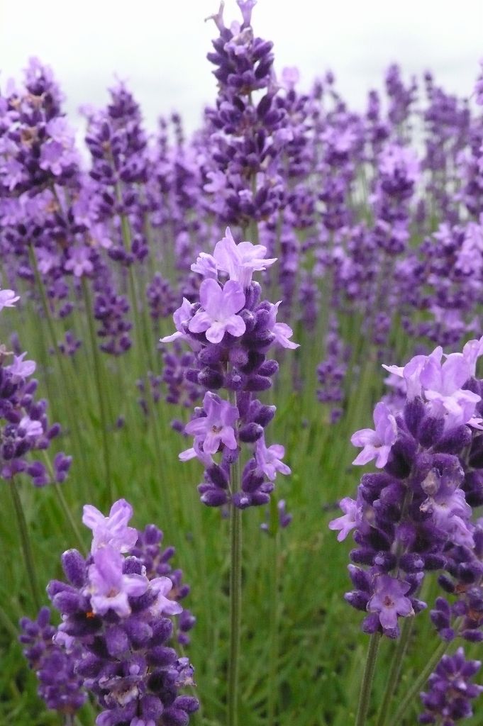 ラベンダー 埼玉 久喜市菖蒲町 温泉人 おふろうど ライフ