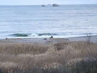 いのちの在り様を想う(七ヶ浜町にて)
