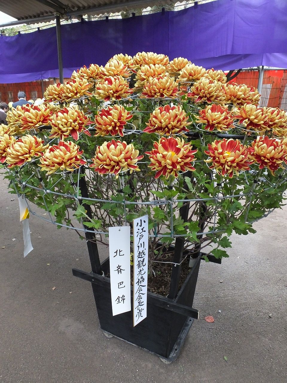 s-DSCF6667