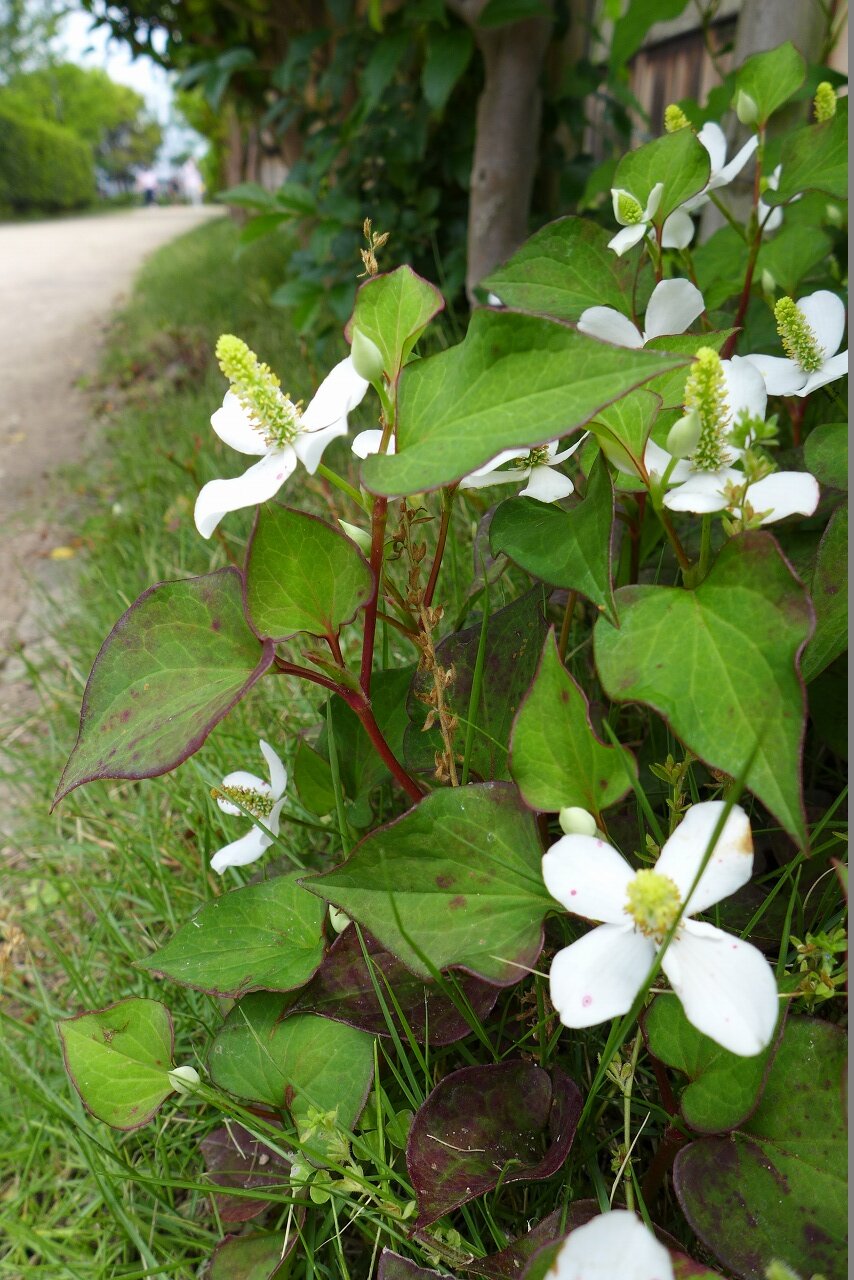 s-P1300526