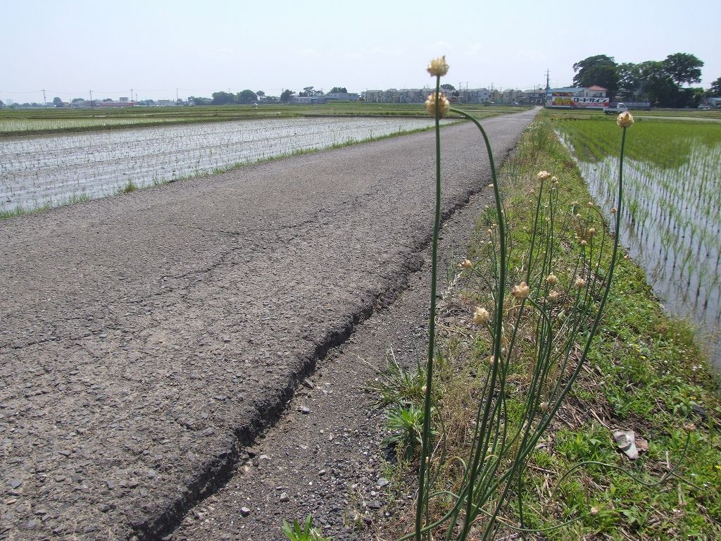 畦道に立つ 畦道に咲く 野に咲く花のように 温泉人 おふろうど ライフ