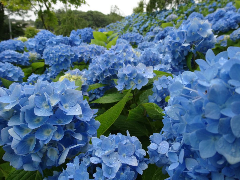 DSC00905