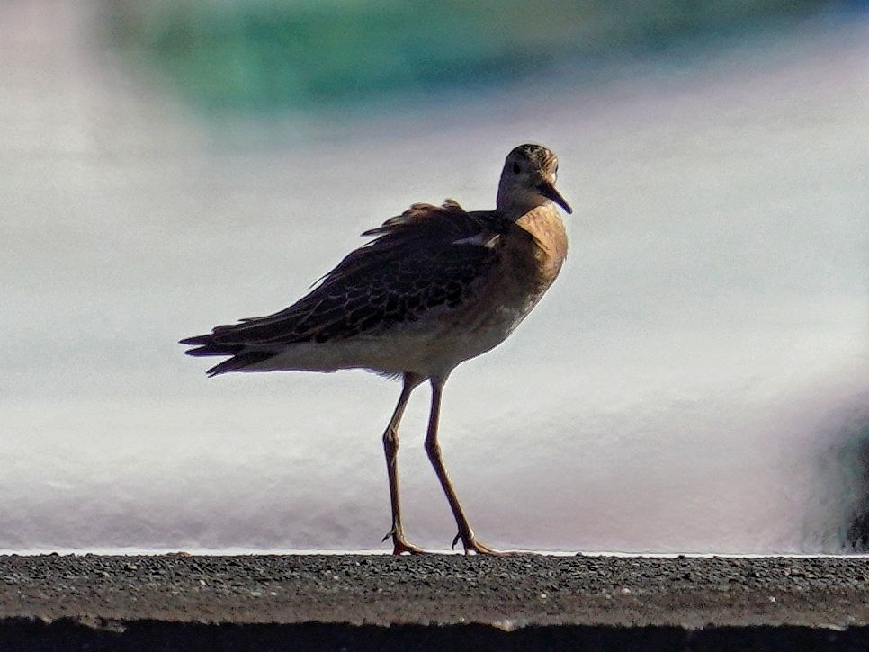 父島迷鳥
20220913 オガサワラノスリ・ツメナガセキレイ・エリマキシギ
コメント