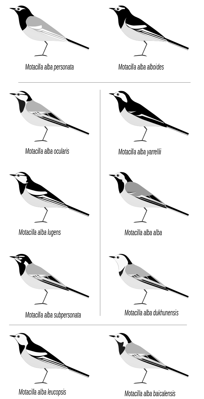 鳥タイリクハクセキレイ亜種 小笠原父島お天気カメラ