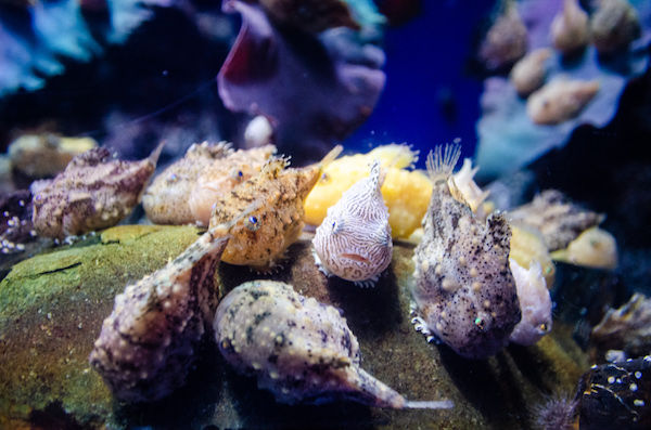 69_lumpfish