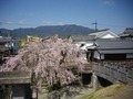 町並み伝承館の枝垂桜1