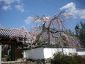 観音寺の枝垂桜2