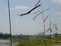 吉野川の鯉のぼり2