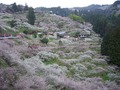 賀名生梅林口の千本