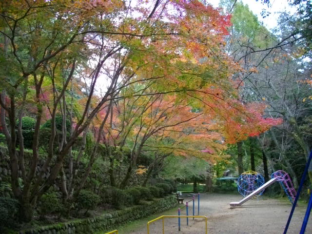 橋本市 杉村公園の紅葉具合は 奈良の旅館 大和五條 宿のオヤジの独り言