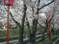 高田川の桜2
