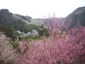賀名生梅林 教蓮寺