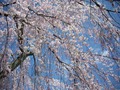 町並み伝承館の枝垂桜2