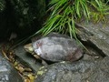 ボス亀の産卵1