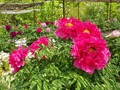 牡丹の花