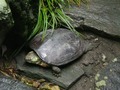 ボス亀の産卵2