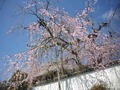 観音寺の枝垂桜1
