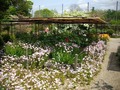 いろんな花が