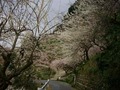 賀名生梅林