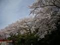 御廟の桜1