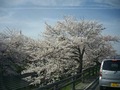 高田川の桜1