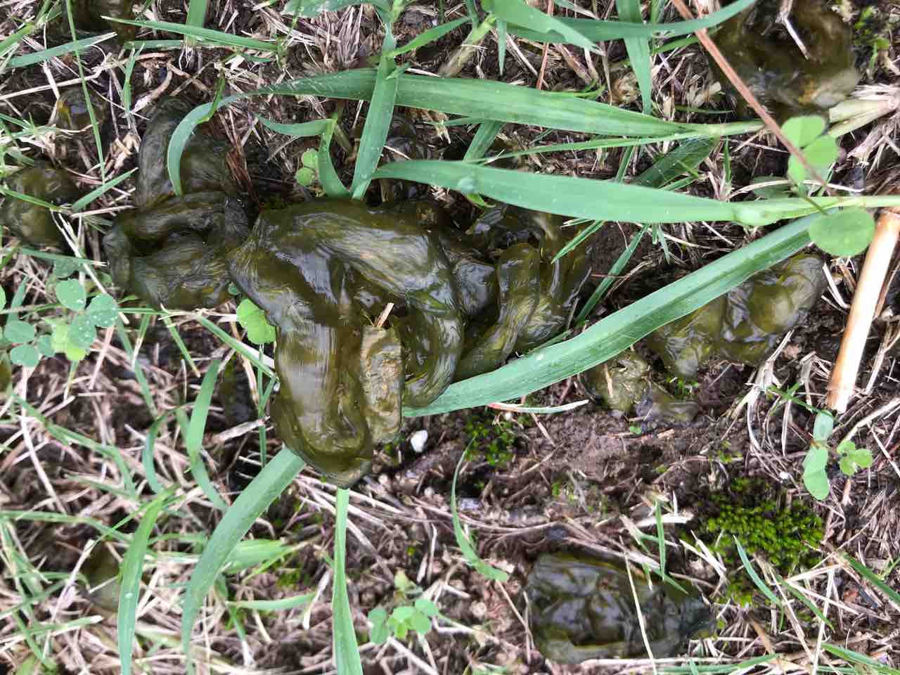 小港園地にもイシクラゲを確認 小笠原父島 オガツアーのブログ３