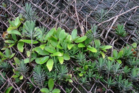外来植物キンチョウ増えてます 小笠原父島 オガツアーのブログ３