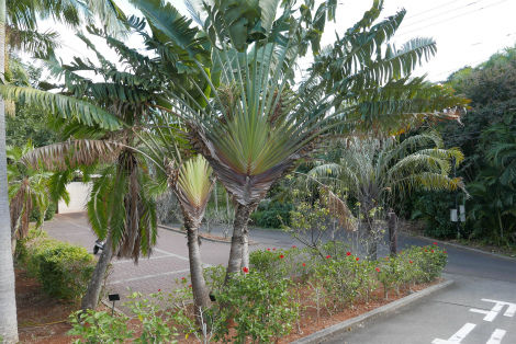 旅人の木の実 小笠原父島 オガツアーのブログ３