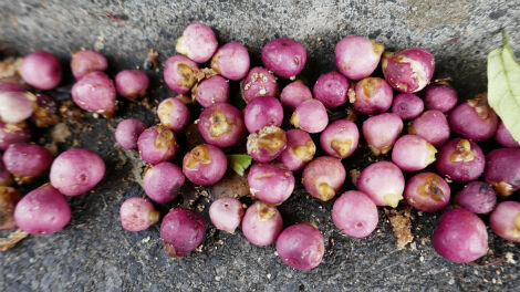 ガジュマルの実とオガツアーとメジロさん 小笠原父島 オガツアーのブログ３