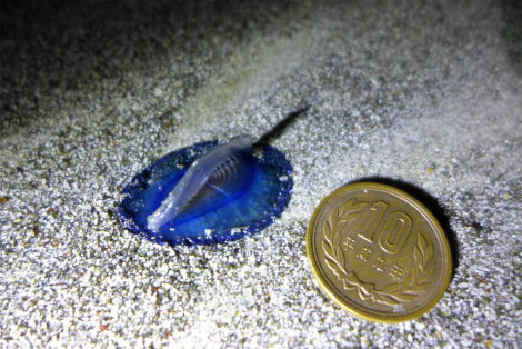 扇浦でカツオノカンムリ クラゲ とカツオノエボシ クラゲ を発見 小笠原父島 オガツアーのブログ3 扇浦でカツオノカンムリ クラゲ とカツオノエボシ クラゲ を発見 小笠原父島 オガツアーのブログ3