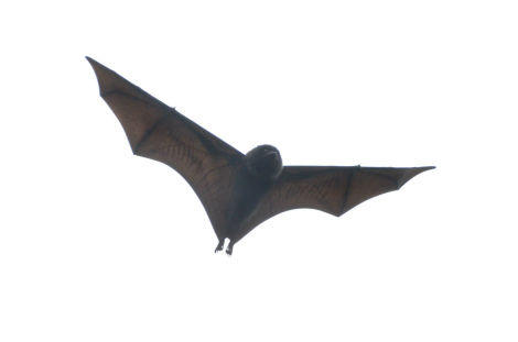 オガサワラオオコウモリが昼の空を飛んでいました 小笠原父島 オガツアーのブログ3 オガサワラオオコウモリが昼の空を飛んでいました 小笠原父島 オガツアーのブログ3