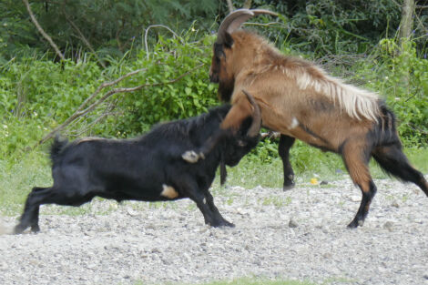 オスのノヤギ同士が戦ってました 小笠原父島 オガツアーのブログ３
