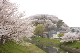 sakura_tour_nara2