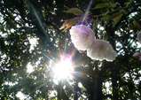sakura_tour_nara8