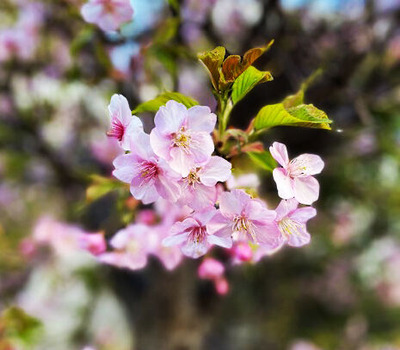 早咲きの桜2023