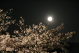 sakura_tour_5cc