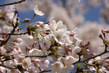 sakura_tour_nara3