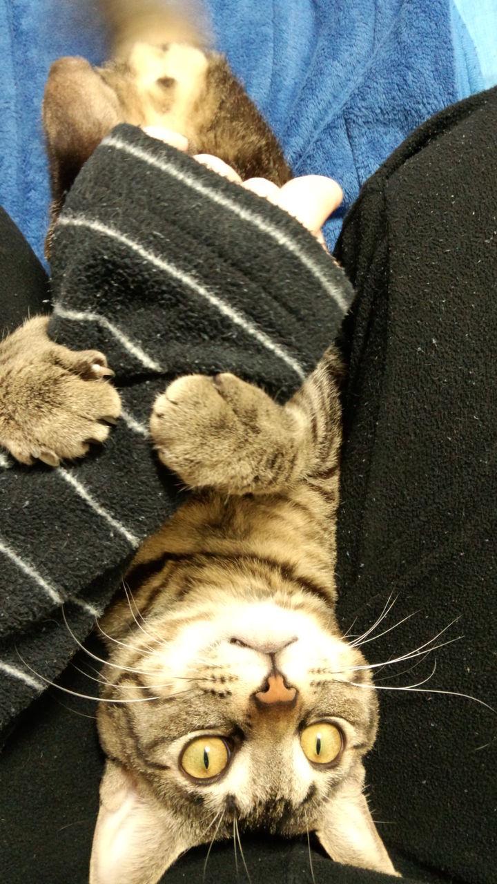 緒川凛 ストリップ OgawaRin