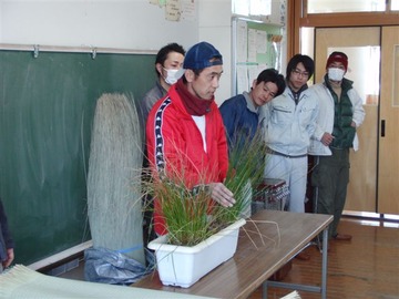藺草の説明